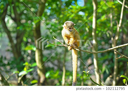 [Ishigaki Yaima Village (Squirrel Monkey)] Nagura, Ishigaki City, Okinawa Prefecture 102112795