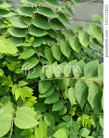 Close up of kentucky coffee tree plant Close up of kentucky coffee tree plant 102112822