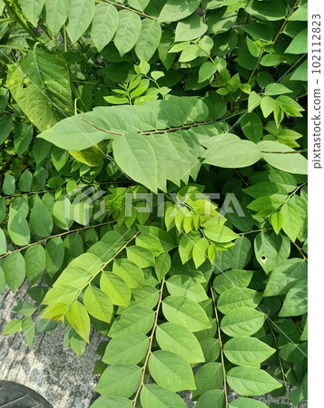 Close up of kentucky coffee tree plant Close up of kentucky coffee tree plant 102112823