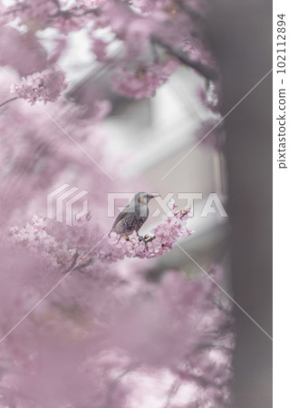 Matsudo Kawazu Cherry Blossoms and Brown-eared Bulbul 102112894