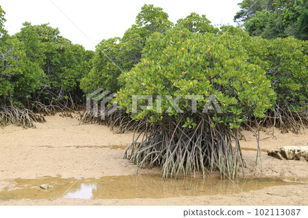 mangroves of hirugi, okinawa mangroves of hirugi, okinawa 102113087
