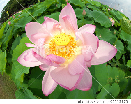 Lotus flower photographed with a fisheye lens 102113173