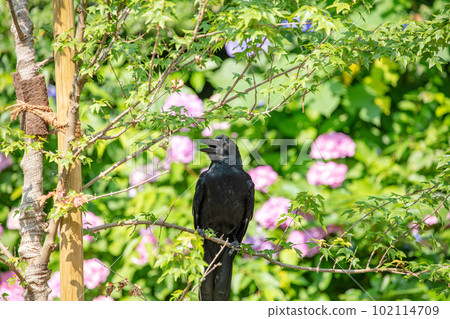 Crow staying on a branch Crow staying on a branch 102114709