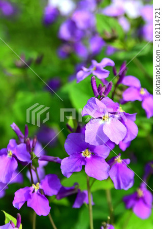 A lot of flower radishes were blooming in the field A lot of flower radishes were blooming in the field 102114721
