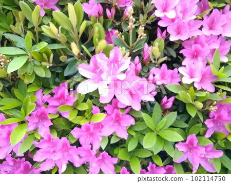 植物和花卉 102114750