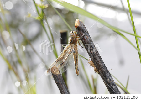 Libellula Angelina的出現 Libellula Angelina的出現 102115100