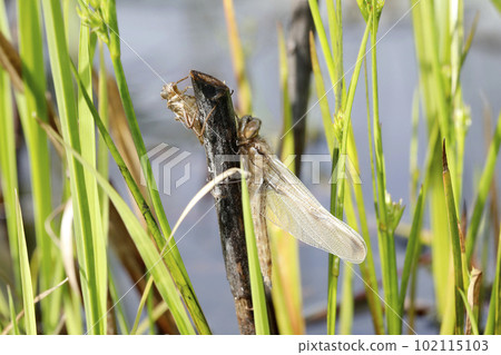Libellula Angelina的出現 Libellula Angelina的出現 102115103
