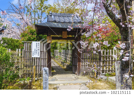 妙心寺大鳳院櫻花季（京都花園） 102115111