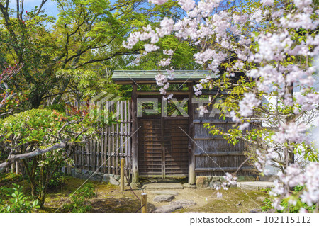 Myoshinji Daihoin Cherry Blossom Season (Kyoto Hanazono) 102115112