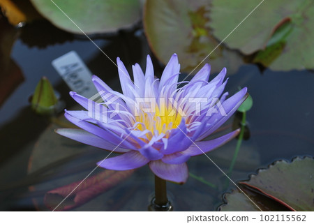 藍花睡蓮 藍花睡蓮 102115562