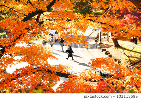 福島縣會津若松敦賀城出丸口的秋葉 福島縣會津若松敦賀城出丸口的秋葉 102115689