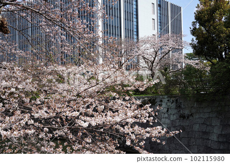 Cherry blossoms at Sunpu Castle Park 102115980
