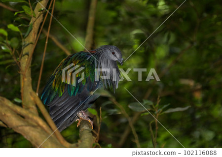 The big pigeon bird is rest in the garden 102116088