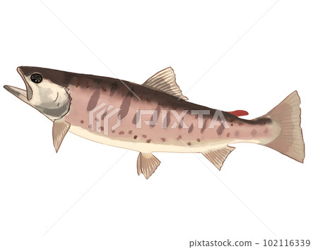 kind of trout kind of trout 102116339