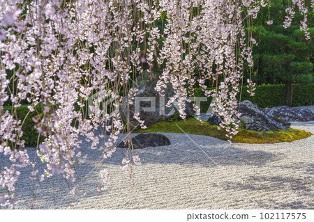 Myoshinji Temple Taizoin Garden of Yin and Yang Red Weeping Cherry Myoshinji Temple Taizoin Garden of Yin and Yang Red Weeping Cherry 102117575