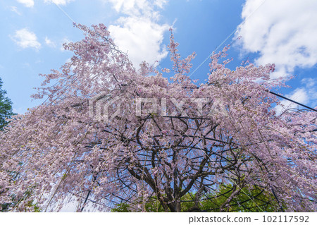 Myoshinji Temple Taizoin Garden of Yin and Yang Red Weeping Cherry Myoshinji Temple Taizoin Garden of Yin and Yang Red Weeping Cherry 102117592