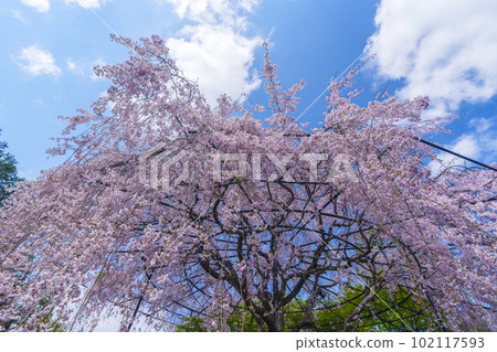 Myoshinji Temple Taizoin Garden of Yin and Yang Red Weeping Cherry 102117593