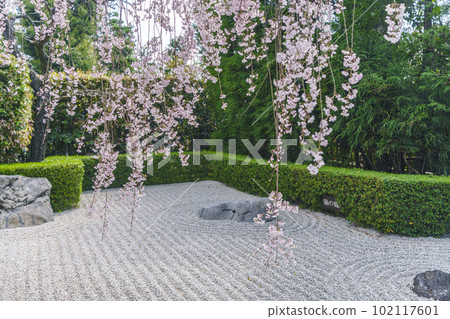 Myoshinji Temple Taizoin Garden of Yin and Yang Red Weeping Cherry 102117601