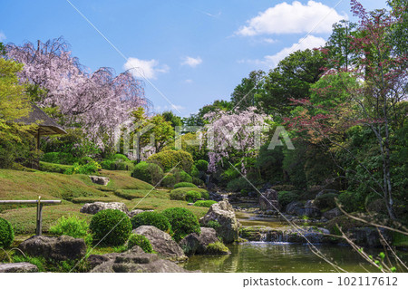 妙心寺太藏院洋光園 垂枝櫻花盛開 妙心寺太藏院洋光園 垂枝櫻花盛開 102117612