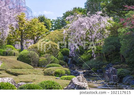 Myoshinji Taizoin Yokoen Weeping cherry blossoms in full bloom Myoshinji Taizoin Yokoen Weeping cherry blossoms in full bloom 102117615