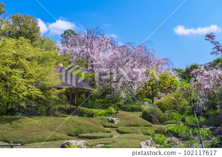 Myoshinji Taizoin Yokoen Weeping cherry blossoms in full bloom 102117617