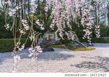 Myoshinji Temple Taizoin Garden of Yin and Yang Red Weeping Cherry Myoshinji Temple Taizoin Garden of Yin and Yang Red Weeping Cherry 102117627