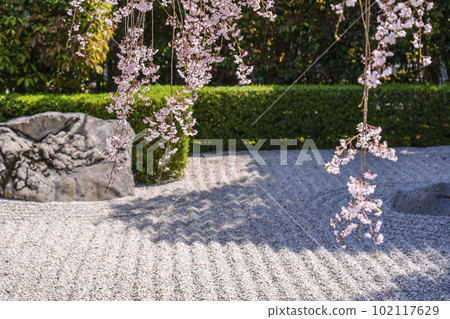 Myoshinji Temple Taizoin Garden of Yin and Yang Red Weeping Cherry 102117629
