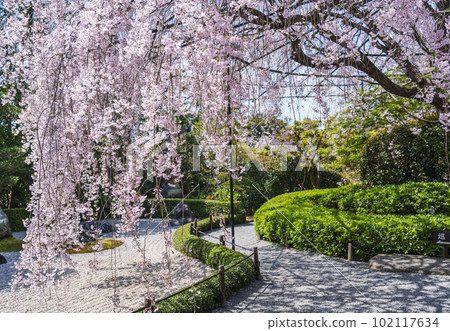 妙心寺太藏院陰陽紅枝垂櫻 102117634