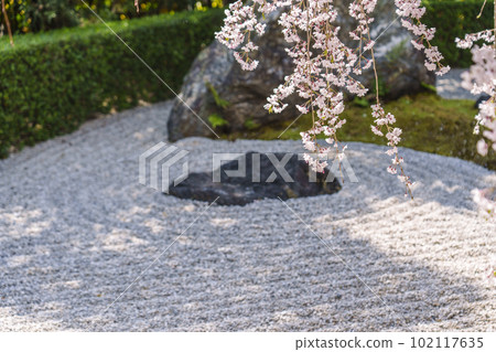 Myoshinji Temple Taizoin Garden of Yin and Yang Red Weeping Cherry Myoshinji Temple Taizoin Garden of Yin and Yang Red Weeping Cherry 102117635