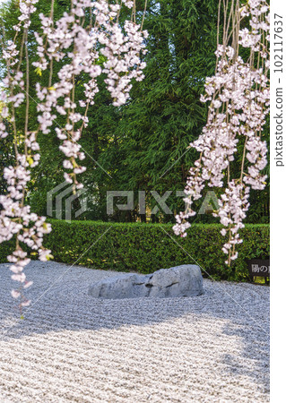 妙心寺太藏院陰陽紅枝垂櫻 102117637