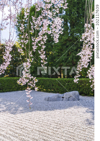 妙心寺太藏院陰陽紅枝垂櫻 妙心寺太藏院陰陽紅枝垂櫻 102117639