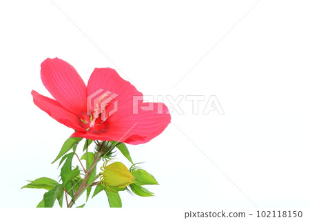 泰坦比克斯紅花 泰坦比克斯紅花 102118150