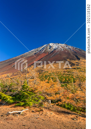 Mt.Fuji inner garden_Superb view of red pine forest 102118162