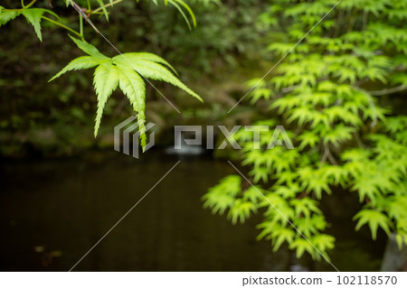 Blue autumn leaves 102118570