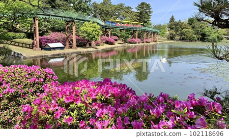 盛開的杜鵑花和兒童火車Yume Poppo為西御田桐池增添色彩<南公園/愛知縣岡崎市> 盛開的杜鵑花和兒童火車Yume Poppo為西御田桐池增添色彩<南公園/愛知縣岡崎市> 102118696