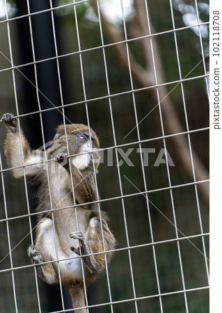 monkey climbing the fence monkey climbing the fence 102118708