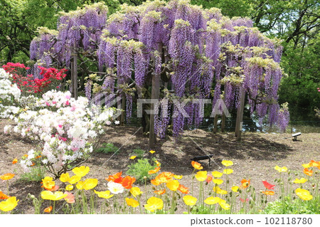 Wisteria flowers in full spring 102118780