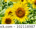 向日葵領域向日葵 102118987