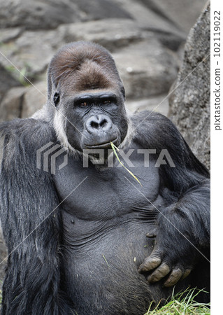 Handsome gorilla eating food 102119022