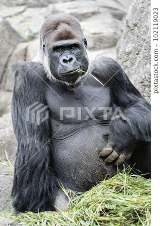 Handsome gorilla eating food 102119023