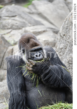 Gorilla eating food 102119024