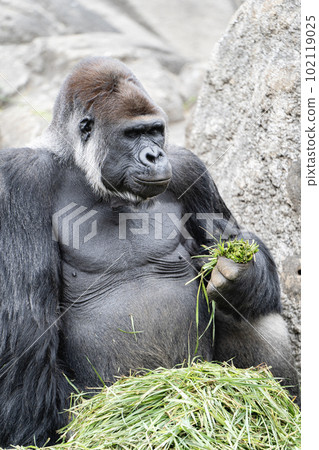 Gorilla eating food Gorilla eating food 102119025