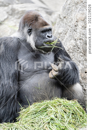 Gorilla eating food Gorilla eating food 102119026