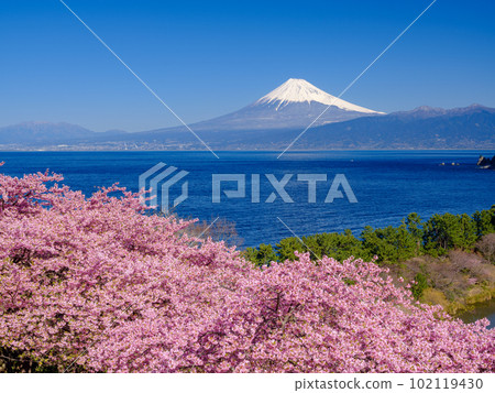 靜岡_富士山和河津櫻花盛開 靜岡_富士山和河津櫻花盛開 102119430