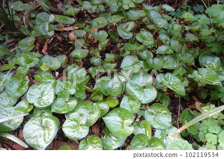 Futaba mallow with heart-shaped leaves Futaba mallow with heart-shaped leaves 102119534