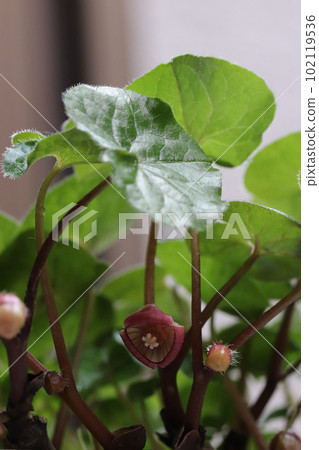 雙葉葵花 雙葉葵花 102119536