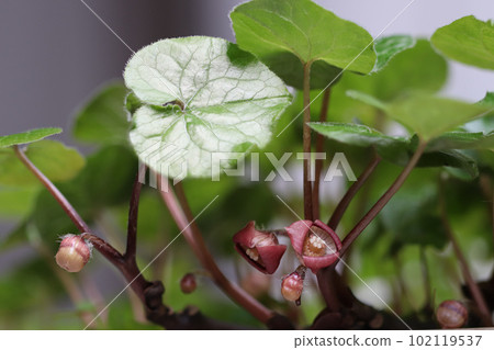雙葉葵花 雙葉葵花 102119537