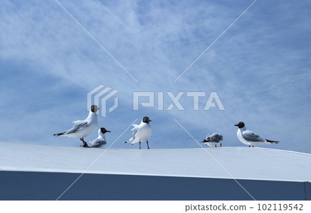 Blue sky and several seagulls perched on top of a building Blue sky and several seagulls perched on top of a building 102119542