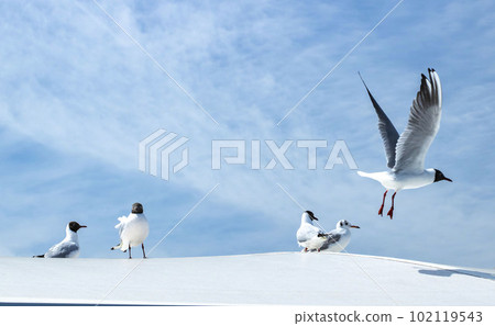 Several seagulls perched on top of the blue sky and a building, and one flying away 102119543