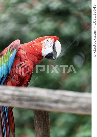 Colorful parrot Colorful parrot 102119549